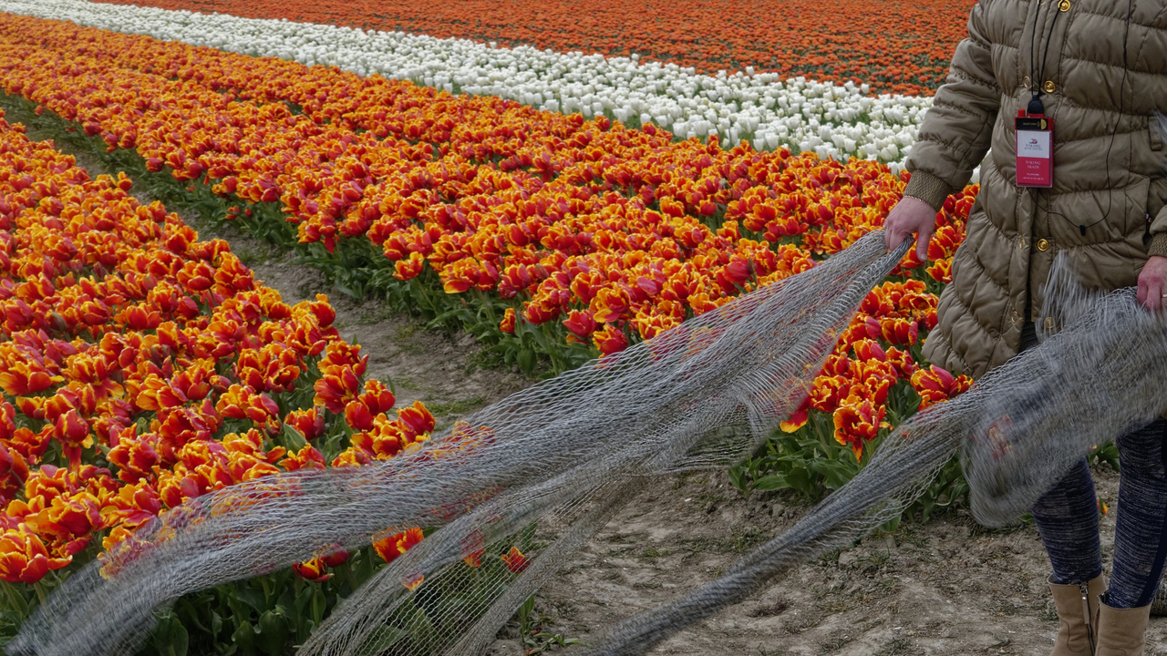 20140417 151452•Medemblik•North Holland•Netherlands